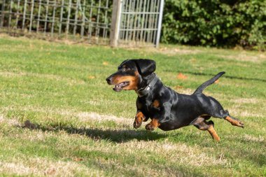 The dachshund running and jumping on the lawn