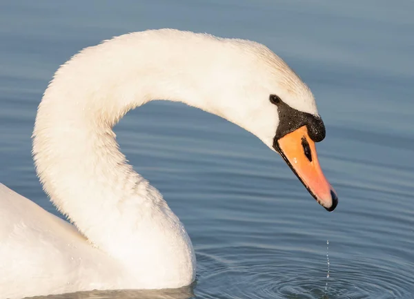 一只白天鹅在湖中游泳的特写镜头 — 图库照片