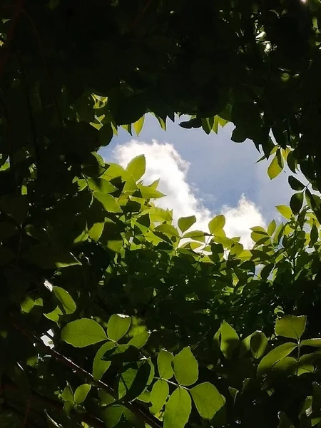 太陽の下で緑の葉の間の穴から空の雲の低角度ショット — ストック写真