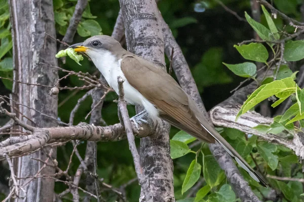 Крупный План Желтоклювой Кукушки Coccyzus Americanus Сидящей Ветке Дерева — стоковое фото