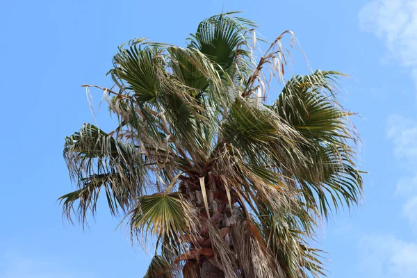 Una Cima Una Palma Contro Cielo Blu — Foto Stock