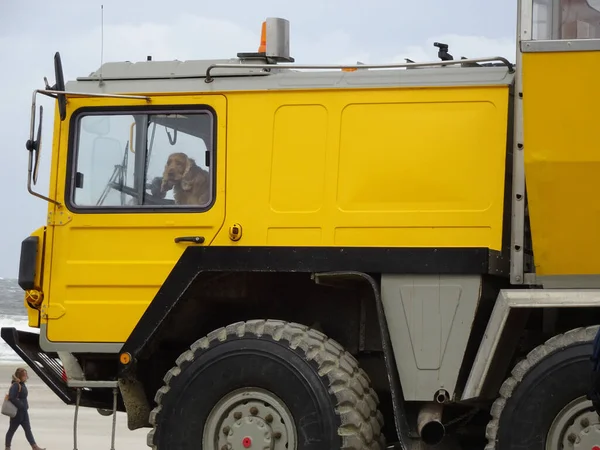Cute Dog Sitting Big Yellow Truck Vlieland Outdoors — Fotografia de Stock