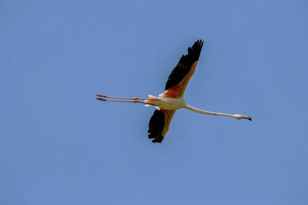 Greater Flamingo Phoenicopterus Roseus Flying Blue Sky — Stock Photo, Image