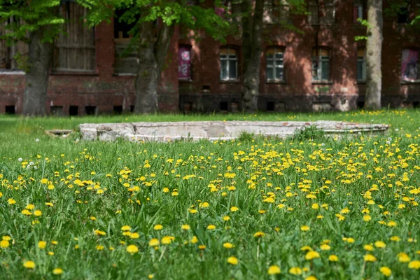 石造りの建物を背景に草の中のタンポポ タラクサム の花の景色 — ストック写真