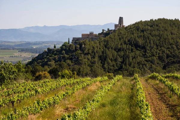 Vineyards Spring Subirats Wine Region Province Barcelona —  Fotos de Stock