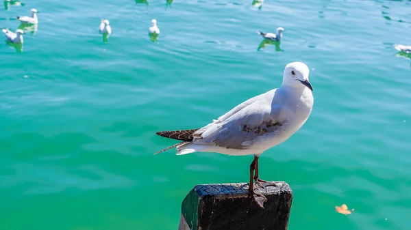 海のぼやけた背景の上に桟橋に腰掛けているカモメのクローズアップショット — ストック写真