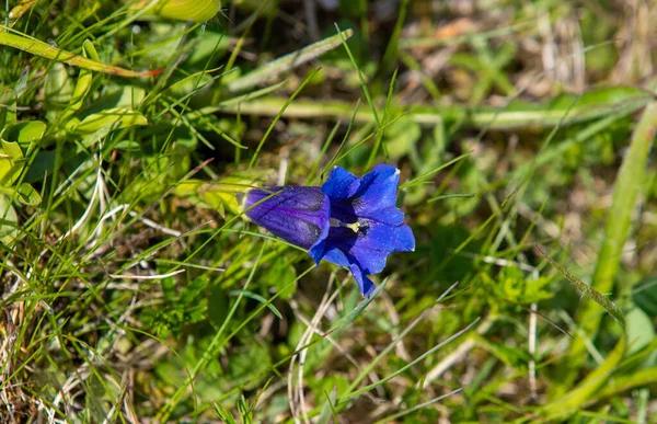 Closeup Blue Gentiana Acaulis Flower — Stock Photo, Image