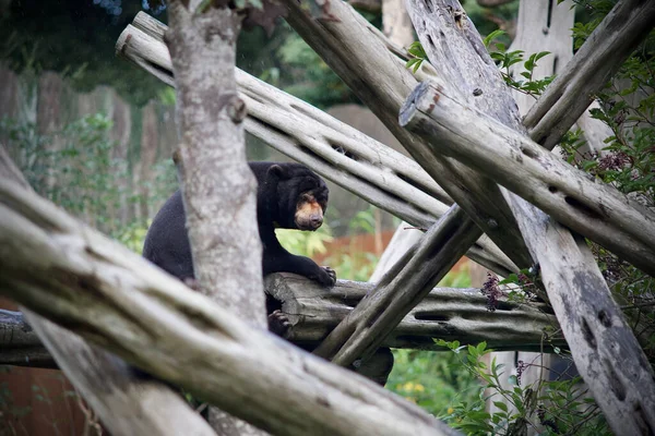 Sun Bear Helarctos Malayanus Wooden Logs Selected Focus — Stock Fotó