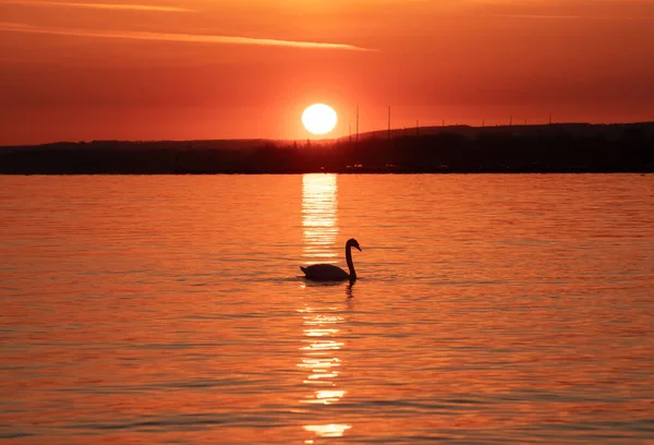 Beautiful View Lonely Swan Swimming Lake Sunset — Foto Stock