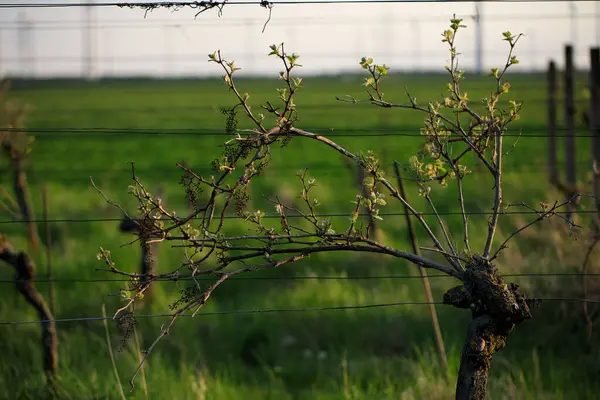 Closeup Little Green Leaves Grapevine Blurred Background Vineyard — Foto de Stock