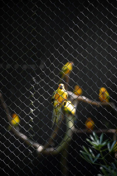 Vertical Shot Cute Small Red Rumped Parrots Cage Standing Metal — Stock fotografie