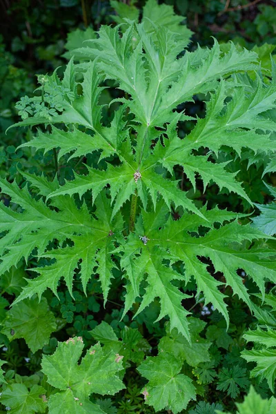 Vertical Shot Cow Parsnip Leaves — Stockfoto