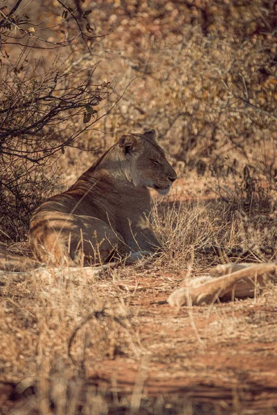 Een Verticaal Schot Van Een Leeuw Een Wildreservaat Afrika Omringd — Stockfoto