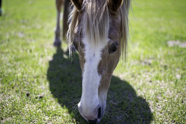 Haflinger Horse Grazing Grass Field Sunny Day — Foto de Stock