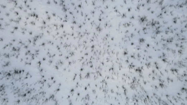 Aerial View Dry Plants Covered Snow Winter — 스톡 사진