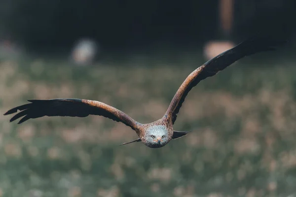 Een Ondiepe Focus Shot Van Rode Vlieger Tijdens Vlucht — Stockfoto