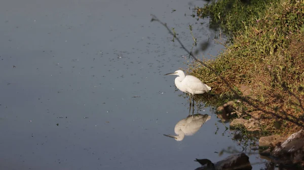 Little Egret Perching Side Lake — Fotografia de Stock