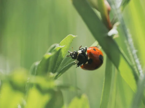 Closeup Ladybug Green Grass Garden — Stockfoto