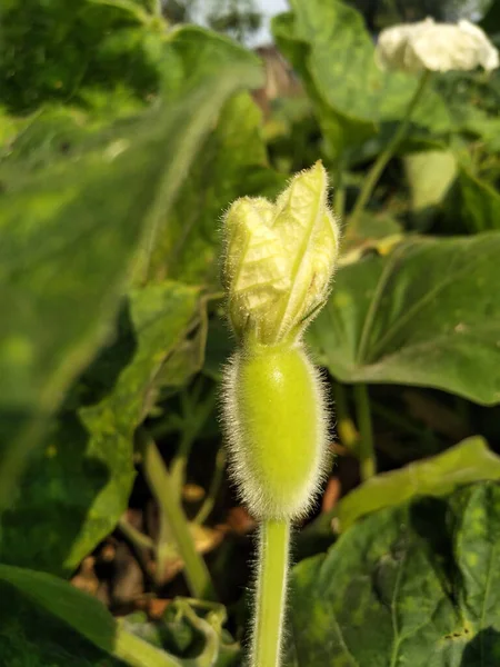 カラバッシュまたはボトルひょうたん Lagenaria Siceraria 植物園で植え付けられ栽培された作物 果物開発への花の概念 — ストック写真