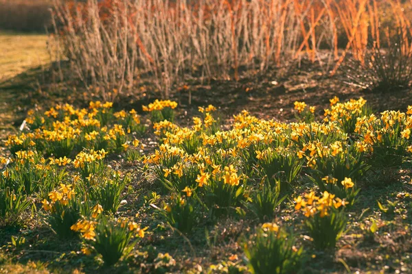 Field Yellow Flowers Wild Daffodil Sunlight — Zdjęcie stockowe