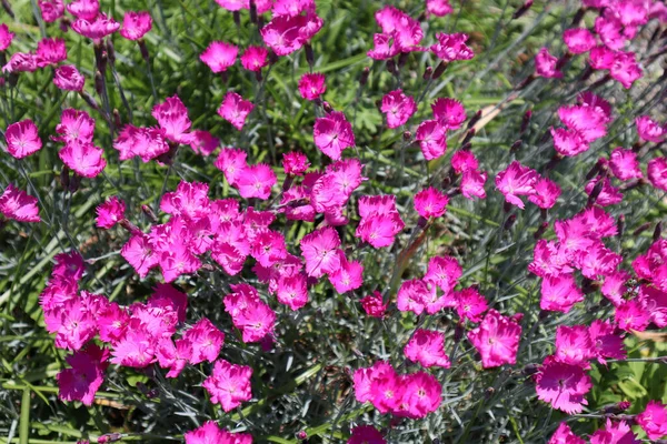 Closeup Shot Carnations Garden — Stockfoto