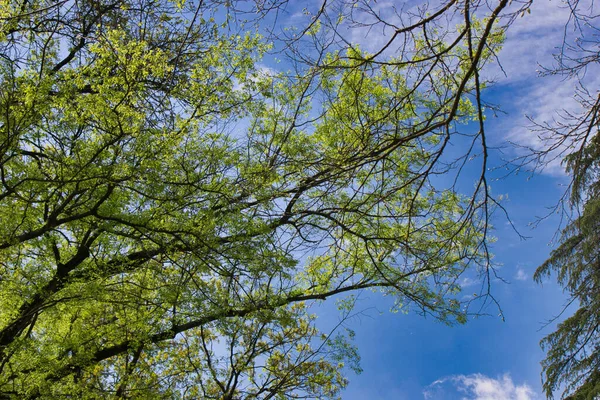 Tree Sunny Spring Day — Stok fotoğraf