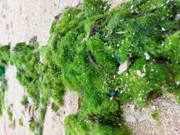 Vertical Shot Green Moss Sandy Beach — Foto de Stock