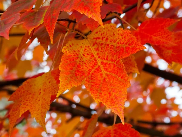 Closeup Shot Maple Autumn Leaves Tree — Zdjęcie stockowe