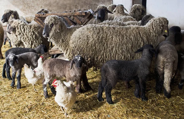Sheep Corral Village — Stock Photo, Image