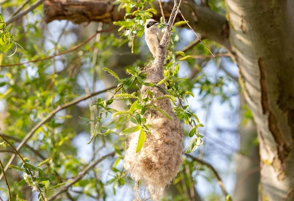 Zbliżenie Ptasim Gniazdem Remiz Pendulinus Drzewie — Zdjęcie stockowe