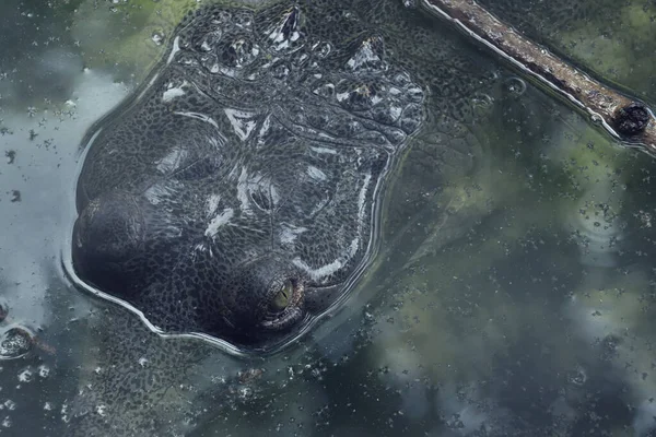 Closeup Alligator Head Peeking Out Water Surface — Foto Stock