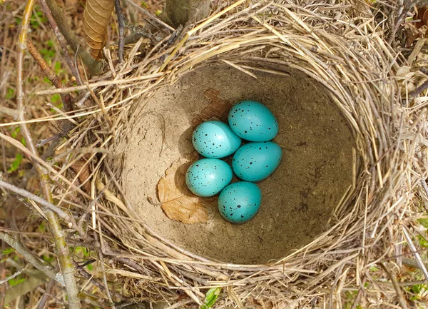 Top View Blackbird Nest Turquoise Eggs Blue Nature Wild — Stockfoto