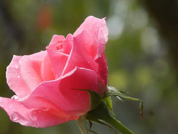 Closeup Shot Water Drops Pink Rose — Stock Photo, Image