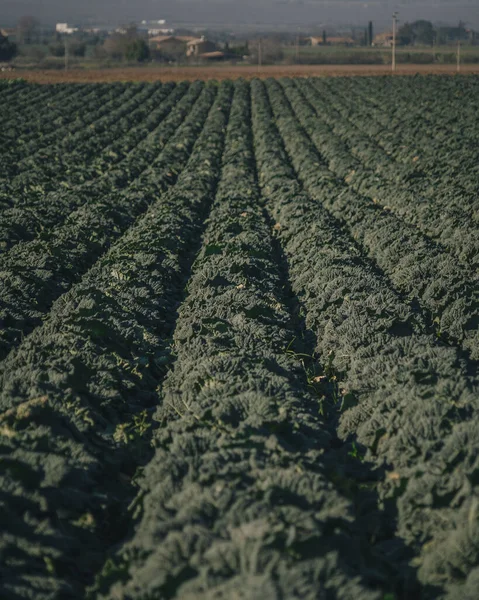 Vertical Shot Big Cabbage Farm Sunny Day — Foto Stock