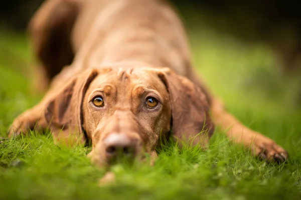 A closeup shot of cute Vizsla lying on the grass