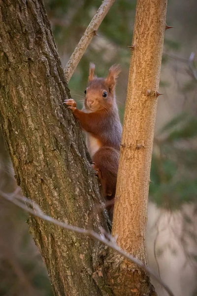 Vertical Closeup Shot Brown Squirrel Tree Branch — Stockfoto