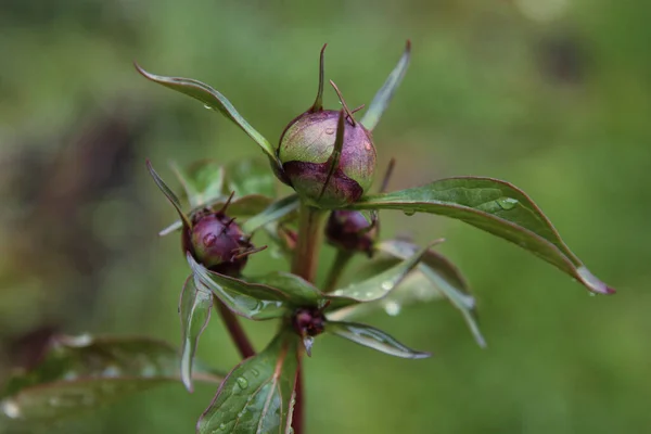 Depiction Buds Peony Rain — Stock Photo, Image