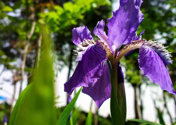 Low Angle Shot Iris Tectorum Flower Growing Field — Foto Stock