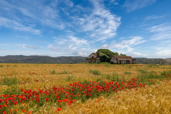 Wheat Field Poppies Trees Surrounding Rural House — Stock Photo, Image