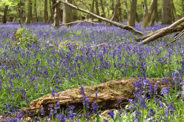 A beautiful blue bell field with trees