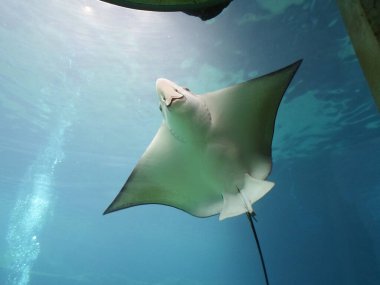 A selective of a cownose ray (Rhinoptera bonasus) under the ocean