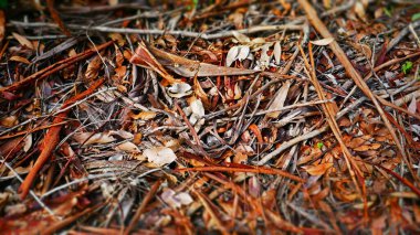 Karri forrest leaf and twig litter.