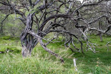 Old bare tree with plants and grass in nature