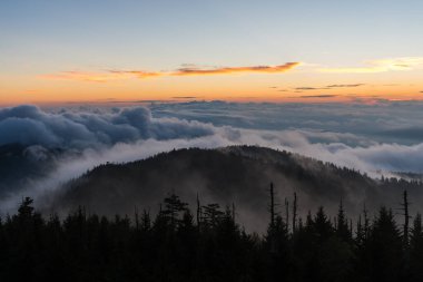 A bird's eye view of green pine treetops on mountains covered with fog on a sunny day