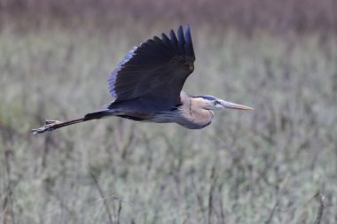 A beautiful shot of a great heron bird flying over a green natural field