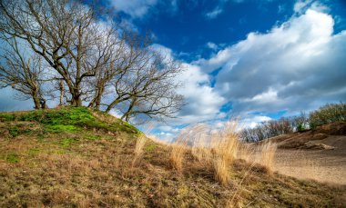 Loonse en Drunense Duinen 'in güzel manzarası, Hollanda.