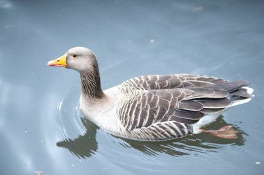 A beautiful goose swimming in a lake on a sunny day