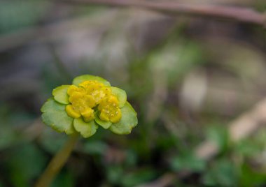 A selective focus shot of blooming golden saxifrage flowers