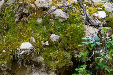 İlkbaharda Bavyera 'daki orman, her şey çiçek açar ve yeni bir hayata uyanır.