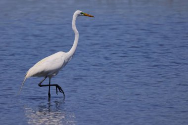 Sudaki beyaz bir vincin yakın çekimi.